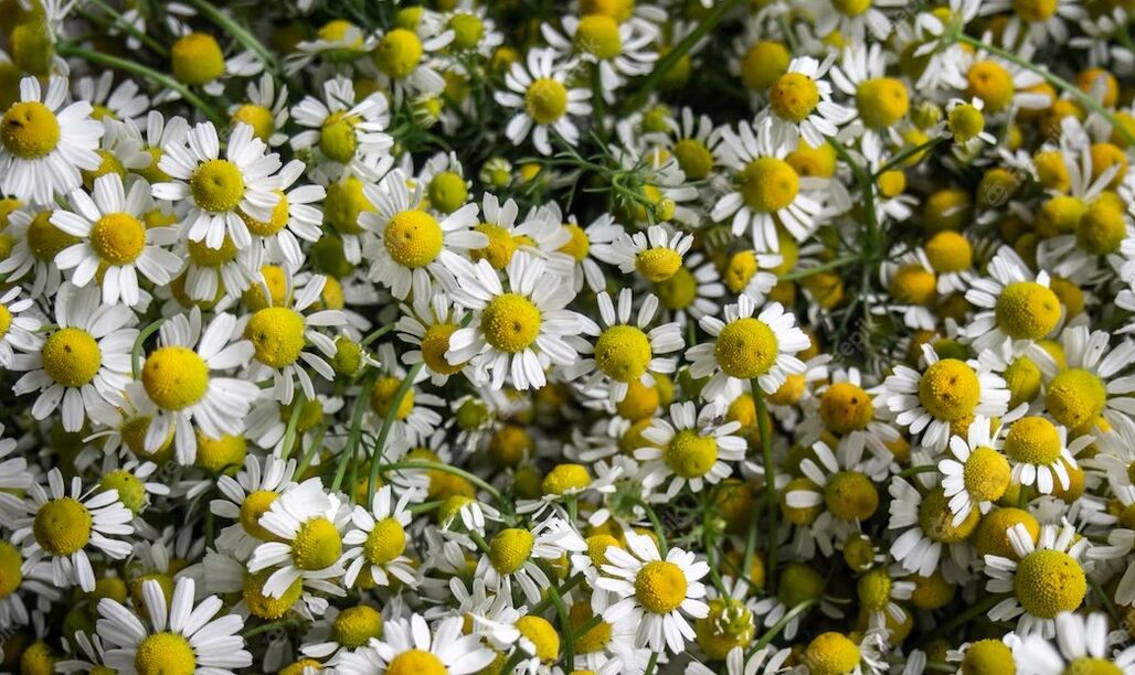 Chamomile stimulates blood circulation and helps remove wrinkles